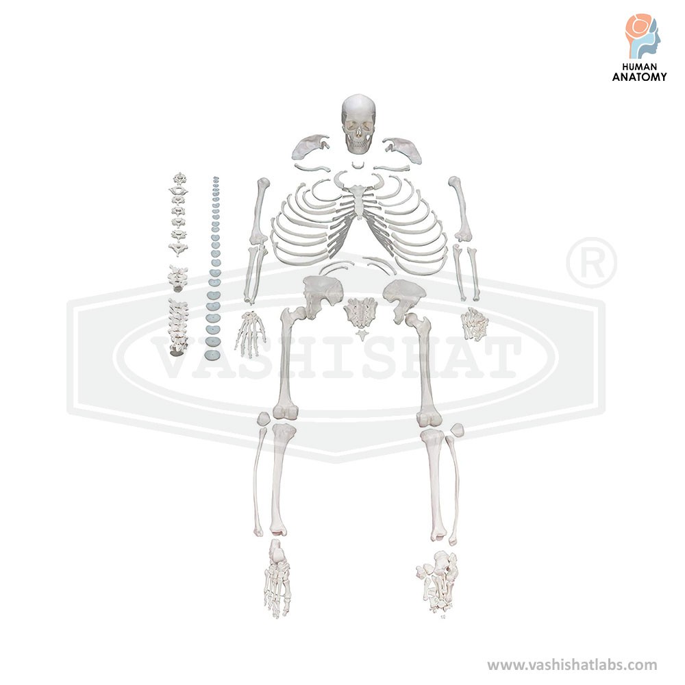 Disarticulated Human Skeleton - Life size